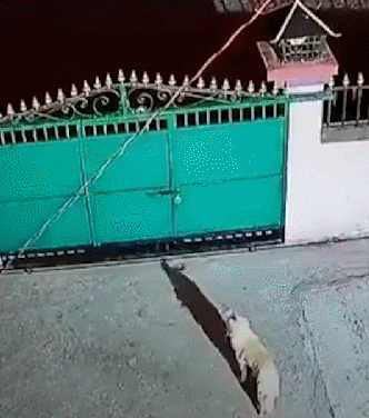 印度花豹闯入居民家觅食 越过3米围墙将狗抓走